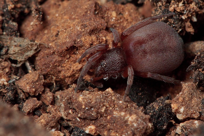 Prodidomus cfr. amaranthinus - Malta